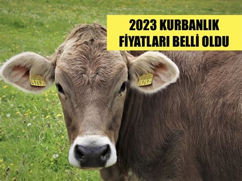 Bursa kurbanlık Fiyatları 2023 büyükbaş | dana | inek | küçükbaş | koyun | koç 